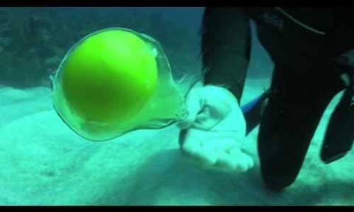 Το απίθανο αποτέλεσμα του υποβρύχιου σπασίματος ενός αβγού